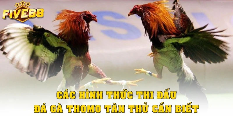 Các hình thức thi đấu đá gà Thomo tân thủ cần biết