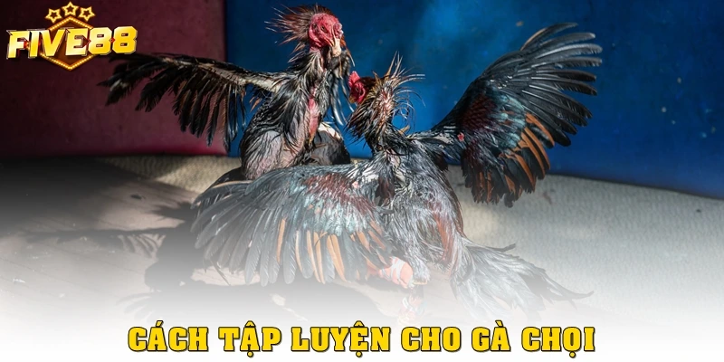 Cách Tập Luyện Cho Gà Chọi Giúp Sung Mãn, Bền Bỉ Dài Lâu